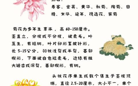 菊花是干什么的？一篇文章读懂菊花的观赏价值与养护密码