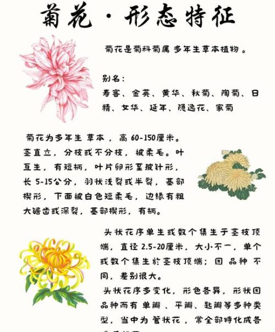 菊花是干什么的？一篇文章读懂菊花的观赏价值与养护密码