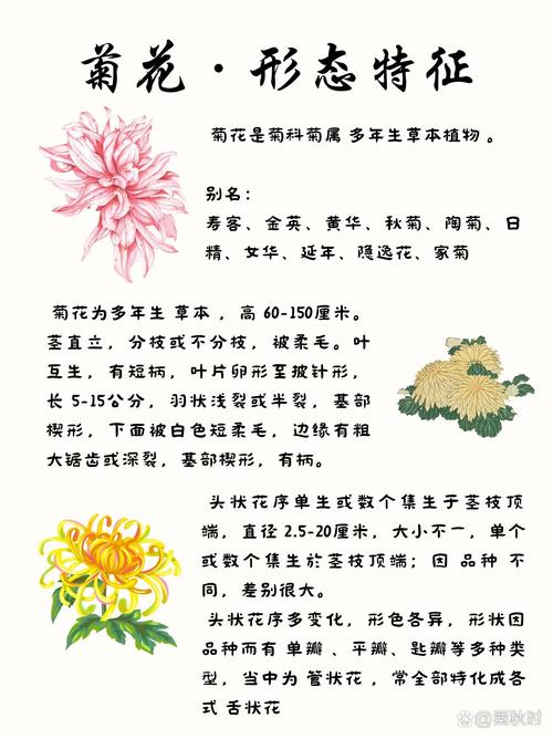 菊花是干什么的?一篇文章读懂菊花的观赏价值与养护密码 菊花的核心养护要点