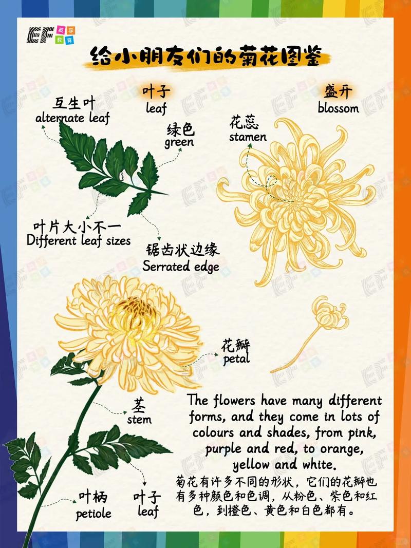 菊花是干什么的?一篇文章读懂菊花的观赏价值与养护密码 光照与水肥精准方案:按季节调整刻度