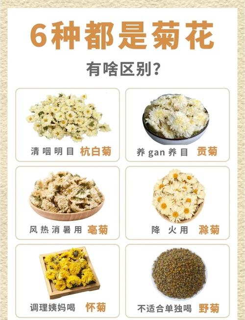 菊花是干什么的?一篇文章读懂菊花的观赏价值与养护密码 越冬与越夏管理:气候差异化清单