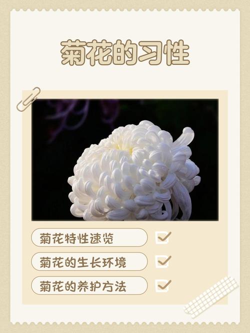 菊花是干什么的?一篇文章读懂菊花的观赏价值与养护密码 常见误区与纠正