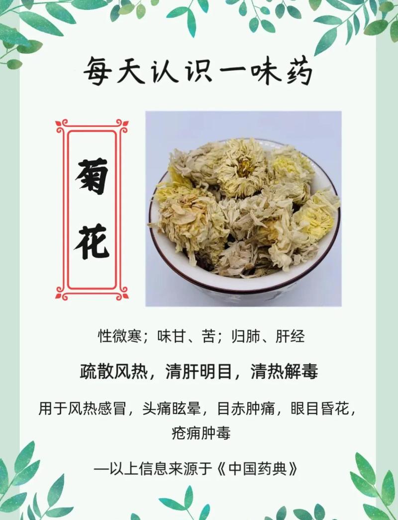 菊花是干什么的?一篇文章读懂菊花的观赏价值与养护密码 总结:三个核心可执行动作