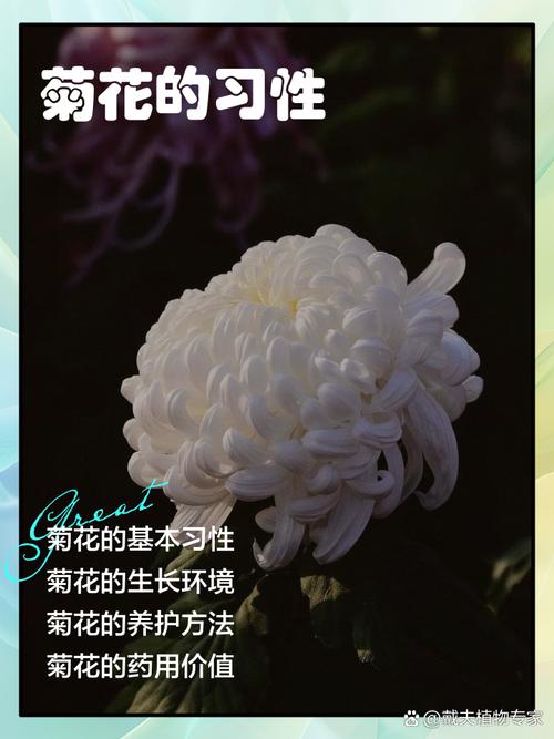 菊花是干什么的?一篇文章读懂菊花的观赏价值与养护密码 常见问题FAQ