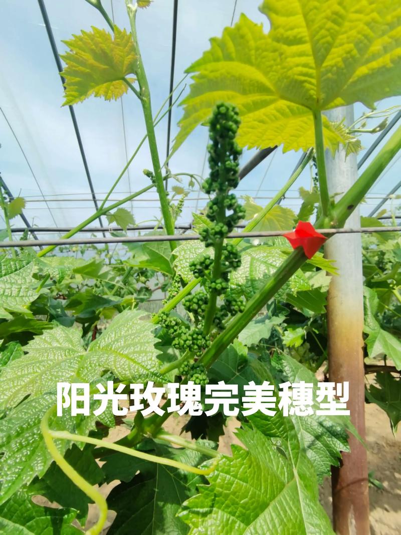 阳光玫瑰葡萄苗多少钱一株?2026年最新市场行情与价格影响因素全解析 季节影响价格:春季贵,秋冬便宜,淡季购买可省20%-30%