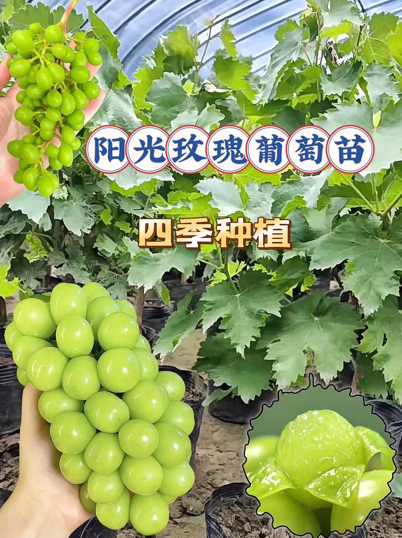 阳光玫瑰葡萄苗多少钱一株?2026年最新市场行情与价格影响因素全解析 询价指南:如何获得精准报价