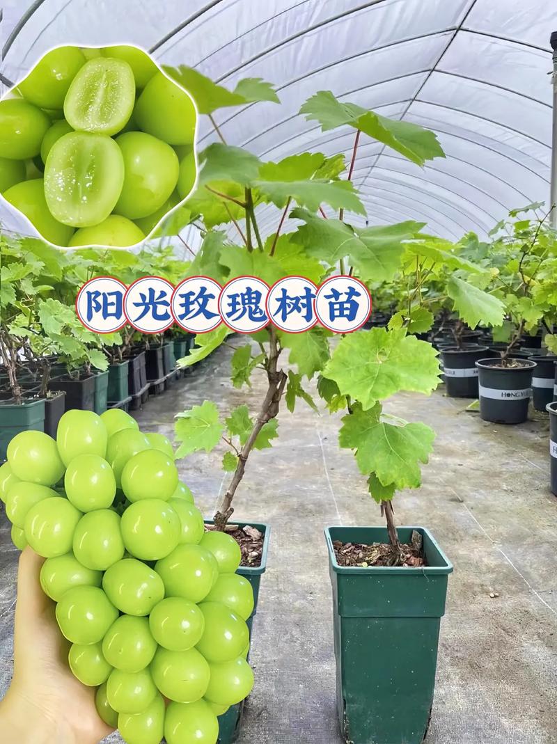 阳光玫瑰葡萄苗多少钱一株?2026年最新市场行情与价格影响因素全解析 2026年阳光玫瑰葡萄苗价格总览表