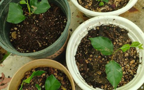 茉莉花几月扦插成活率高？掌握3-5月黄金期，轻松培育新苗
