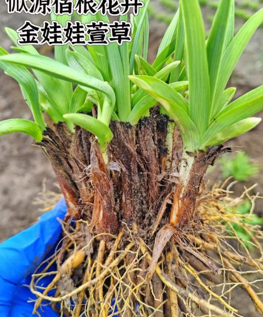 金娃娃萱草采购指南：如何科学筛选优质苗圃，避开品种与质量陷阱