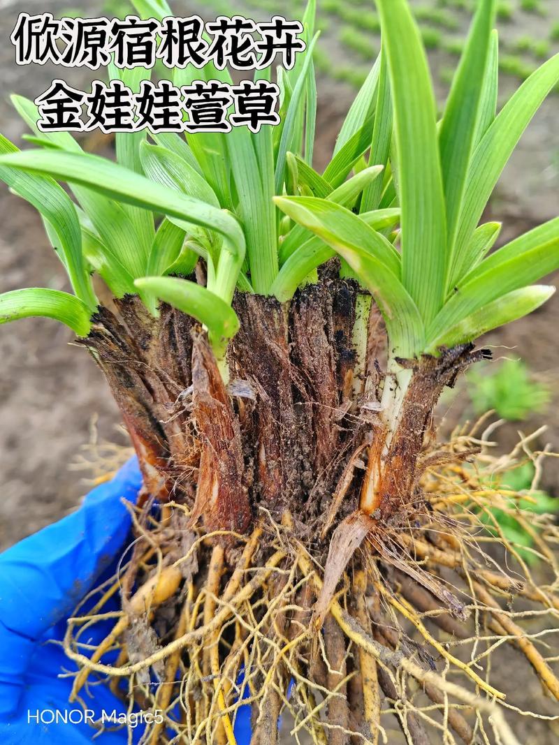 金娃娃萱草采购指南:如何科学筛选优质苗圃,避开品种与质量陷阱 第一步:明确需求,初步筛选候选渠道