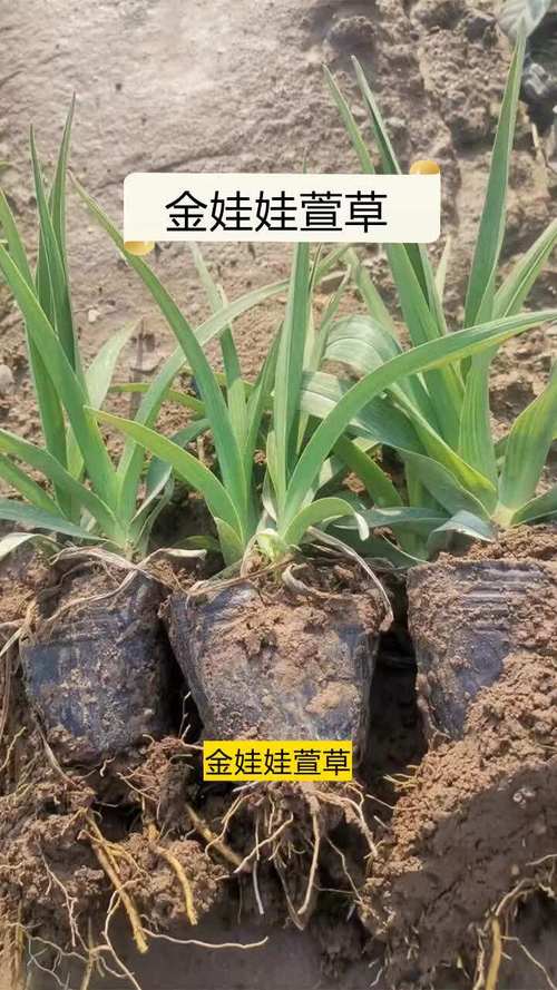 金娃娃萱草采购指南:如何科学筛选优质苗圃,避开品种与质量陷阱 第二步:品种真实性核查——用叶片和花朵特征说话