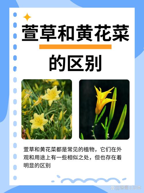 金娃娃萱草采购指南:如何科学筛选优质苗圃,避开品种与质量陷阱 综合评估结论