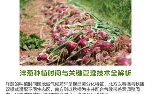 过冬洋葱什么时候栽苗？最佳时间与栽种全攻略