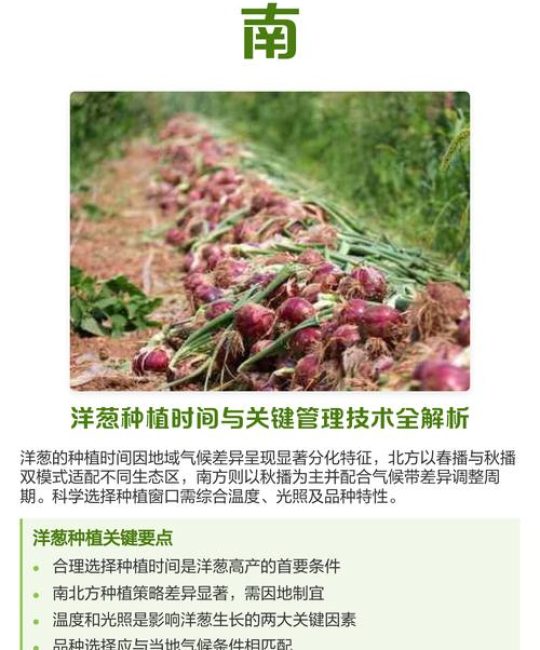过冬洋葱什么时候栽苗？最佳时间与栽种全攻略