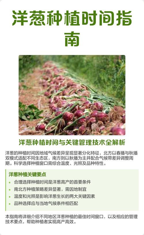 过冬洋葱什么时候栽苗?最佳时间与栽种全攻略 什么是过冬洋葱?