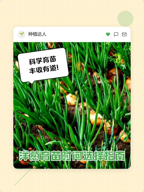 过冬洋葱什么时候栽苗?最佳时间与栽种全攻略 越冬管理注意事项