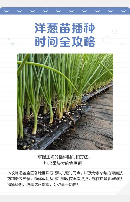 过冬洋葱什么时候栽苗?最佳时间与栽种全攻略 如何精准判断栽苗时机?