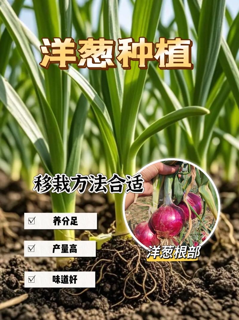 过冬洋葱什么时候栽苗?最佳时间与栽种全攻略 过冬洋葱栽植技术要点