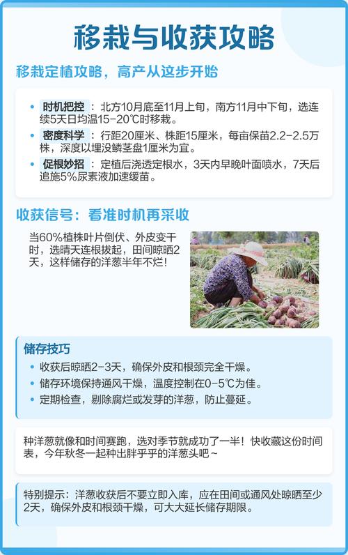 过冬洋葱什么时候栽苗?最佳时间与栽种全攻略 结语