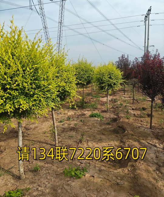 榆树苗多少钱一棵？规格、产地、季节影响报价