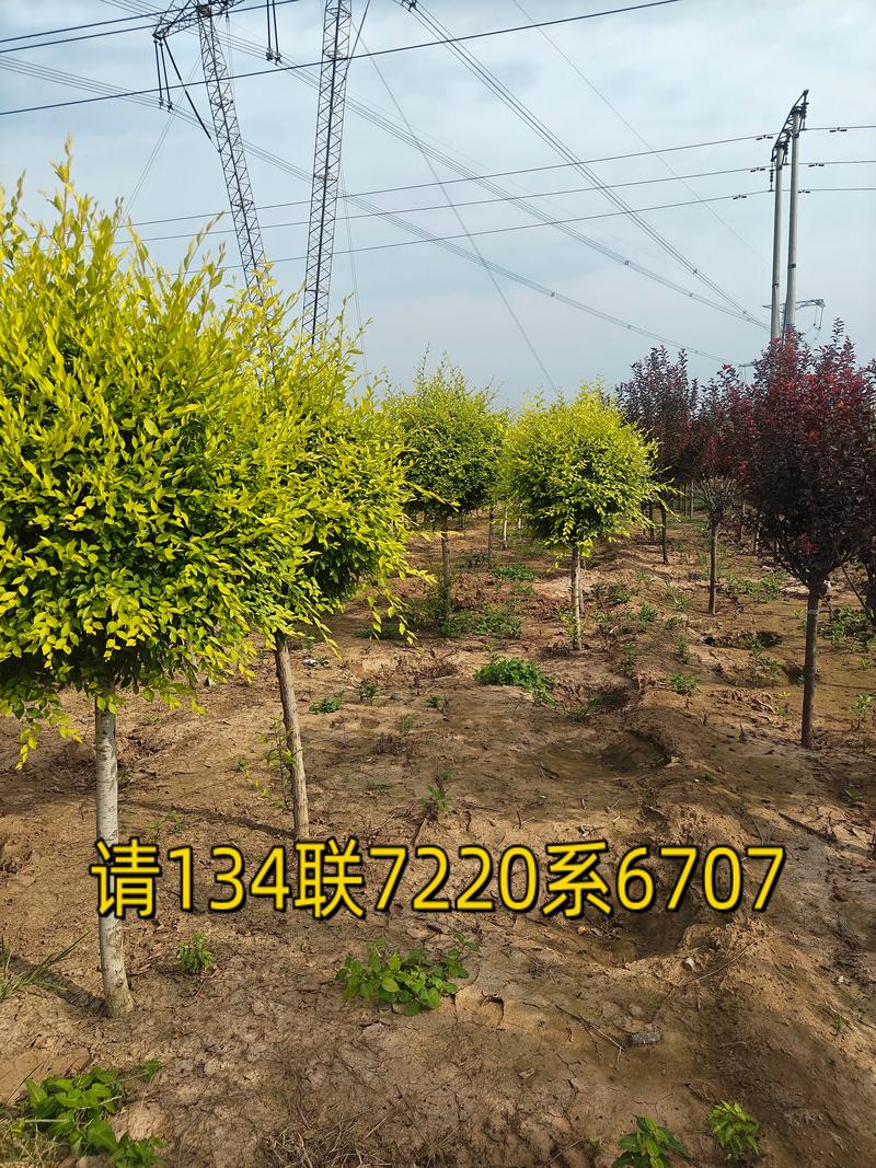 榆树苗多少钱一棵?规格、产地、季节影响报价 榆树苗多少钱一棵?规格、产地、季节影响报价