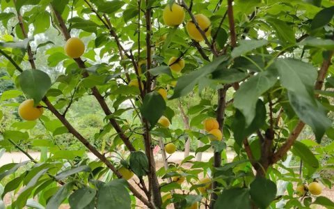 杏树夏天能移栽吗？掌握这7步，成活率提高80%