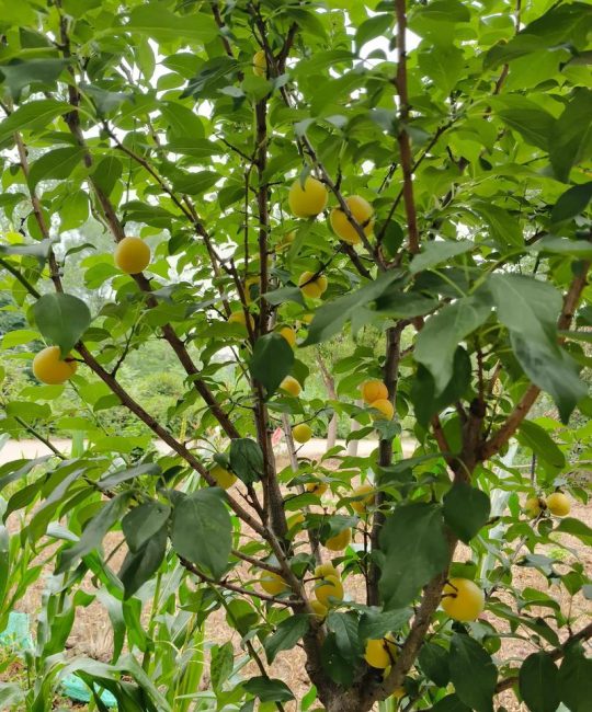 杏树夏天能移栽吗？掌握这7步，成活率提高80%