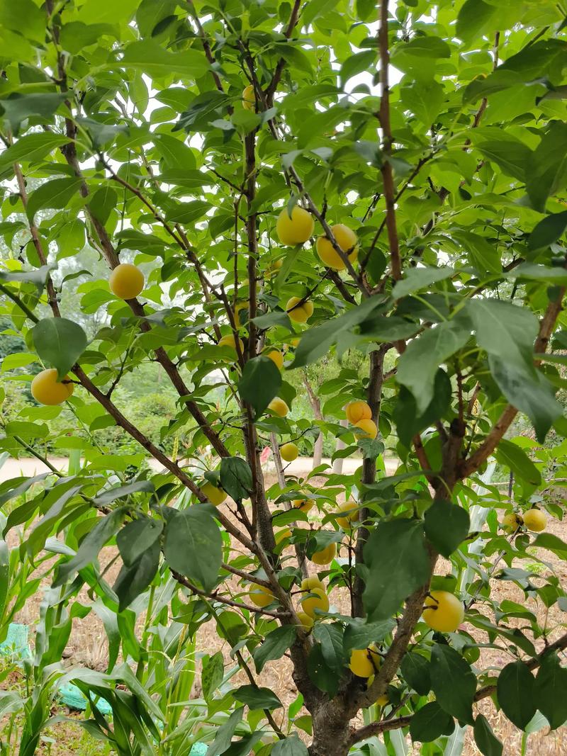 杏树夏天能移栽吗?掌握这7步,成活率提高80% 杏树夏天能移栽吗?掌握这7步,成活率提高80%