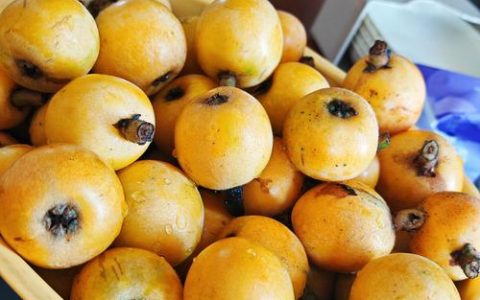 哪种枇杷品种最好吃？2026年主流枇杷品种深度对比与选购指南