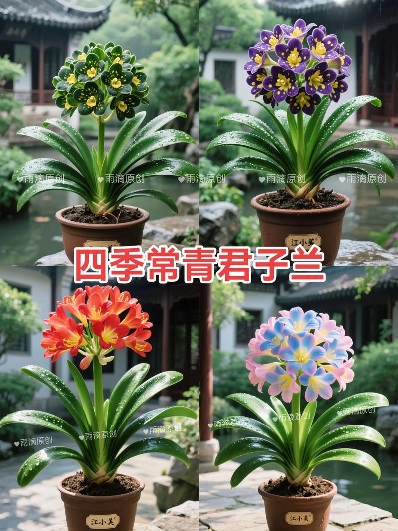 君子兰和达木兰是一种花吗？园艺专家为你揭秘真相