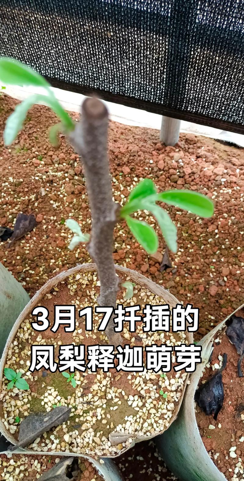 梨树种子育苗全攻略：从层积处理到移栽定植的精确操作指南