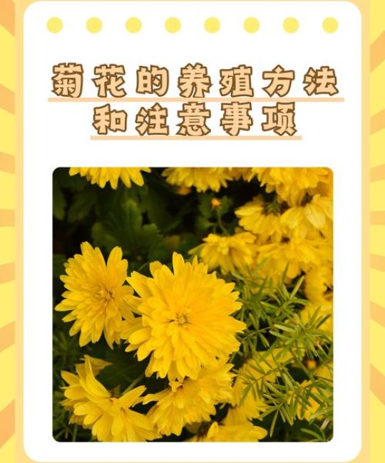 菊花可以压枝吗？家庭园艺压条繁殖与养护全指南