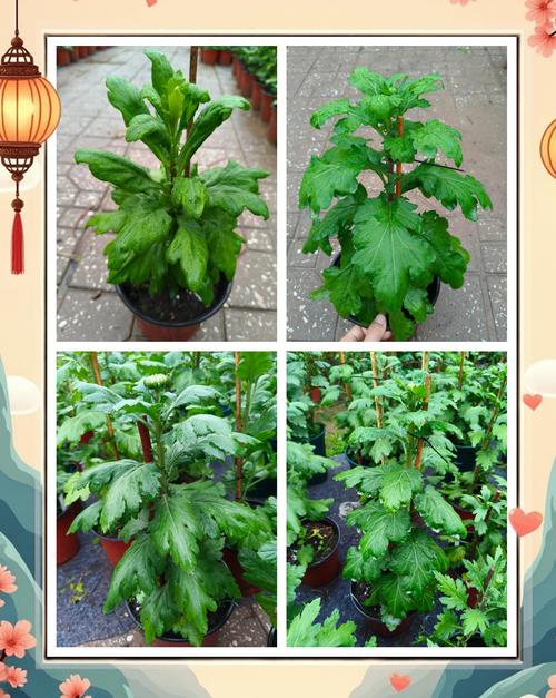 菊花可以压枝吗?家庭园艺压条繁殖与养护全指南 越冬与越夏管理