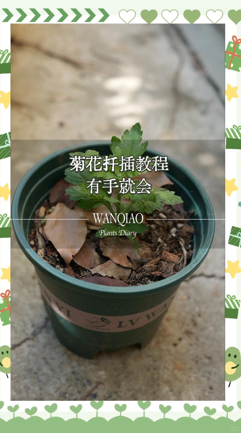 菊花可以压枝吗?家庭园艺压条繁殖与养护全指南 盆栽/地栽选择决策