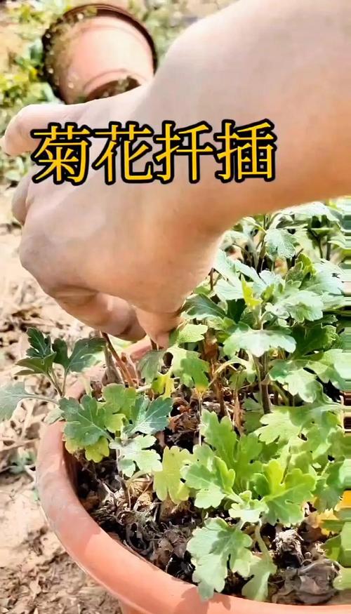 菊花可以压枝吗?家庭园艺压条繁殖与养护全指南 FAQ