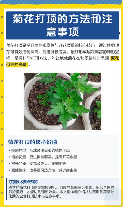 菊花可以压枝吗?家庭园艺压条繁殖与养护全指南 总结