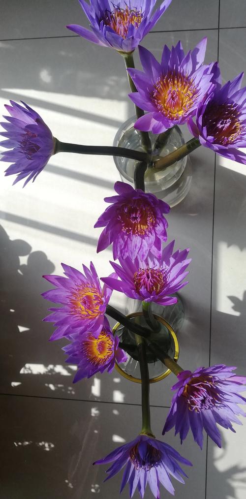 水养插花什么花比较好?推荐这10种好养又耐看的切花 三、高性价比型:便宜好看还能重复开花
