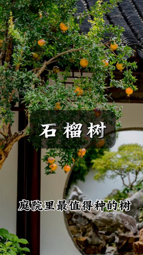 小庭院栽什么树?三种安全美观的中式推荐 小庭院栽什么树?三种安全美观的中式推荐