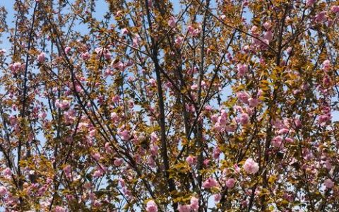 樱花树百科：品种、特征、养护与高清图片赏析