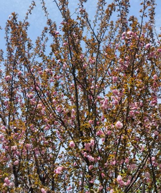 樱花树百科：品种、特征、养护与高清图片赏析