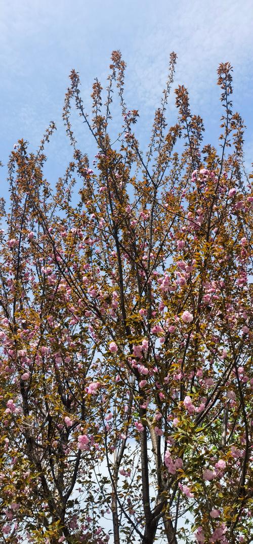 樱花树百科:品种、特征、养护与高清图片赏析 樱花树百科:品种、特征、养护与高清图片赏析