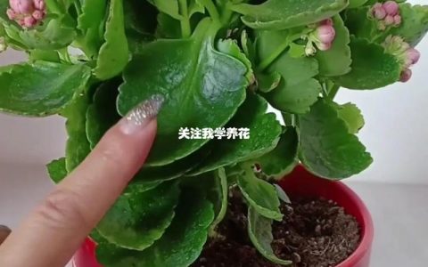 长寿花开花期间能施肥吗？花期施肥技巧与注意事项全解析