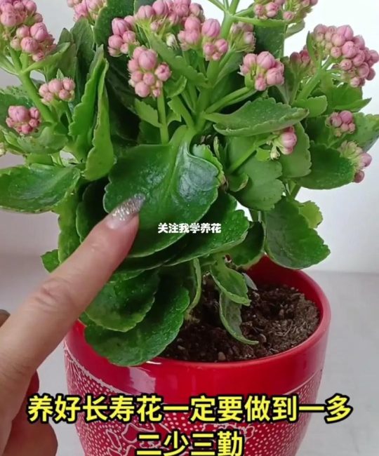 长寿花开花期间能施肥吗？花期施肥技巧与注意事项全解析