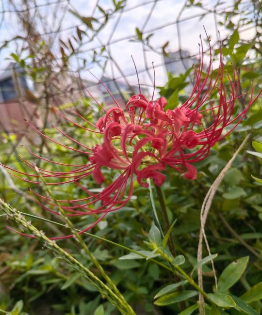 有叶不开花开花不见叶是什么植物？揭秘”彼岸花”石蒜的独特习性