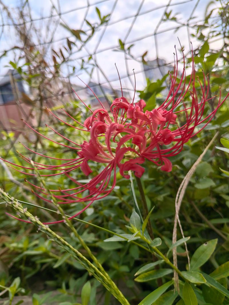 有叶不开花开花不见叶是什么植物?揭秘"彼岸花"石蒜的独特习性 有叶不开花开花不见叶是什么植物?揭秘"彼岸花"石蒜的独特习性
