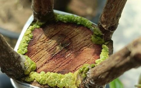 石榴树嫁接最佳时间与成活技巧全解析