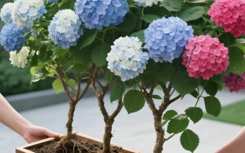 绣球花什么时候种植合适？掌握最佳时机与养护技巧
