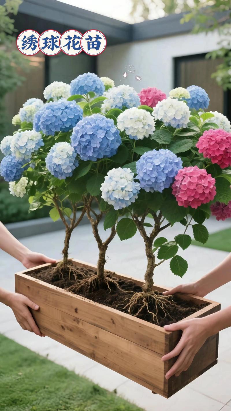 绣球花什么时候种植合适?掌握最佳时机与养护技巧 绣球花什么时候种植合适?掌握最佳时机与养护技巧