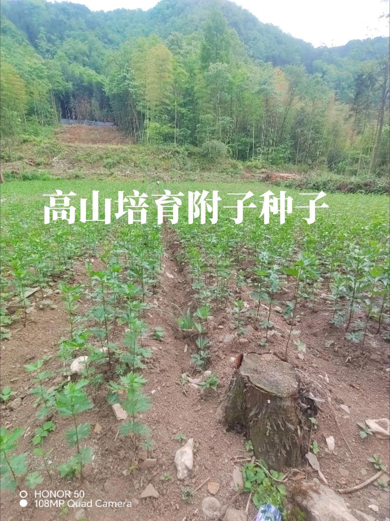 附子种子用量详解:一亩地该播多少才合适? 三、不同地区的差异