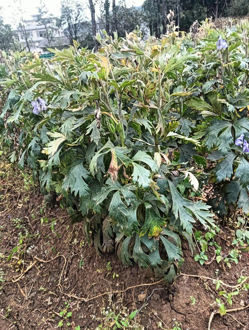 附子种子用量详解:一亩地该播多少才合适? 四、常见误区提醒